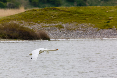 Cygne