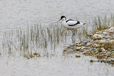 Avocette élégante