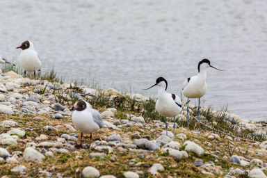 Avocette élégante