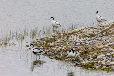 Avocette élégante