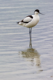 Avocette élégante