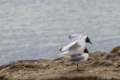 Mouette rieuse