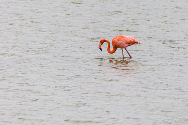 Flamant rose