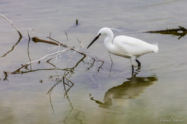 Aigrette garzette