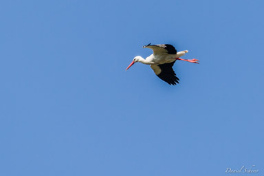 Cigogne blanche