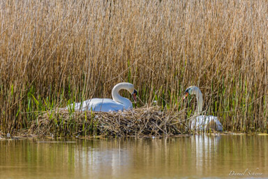 Cygne